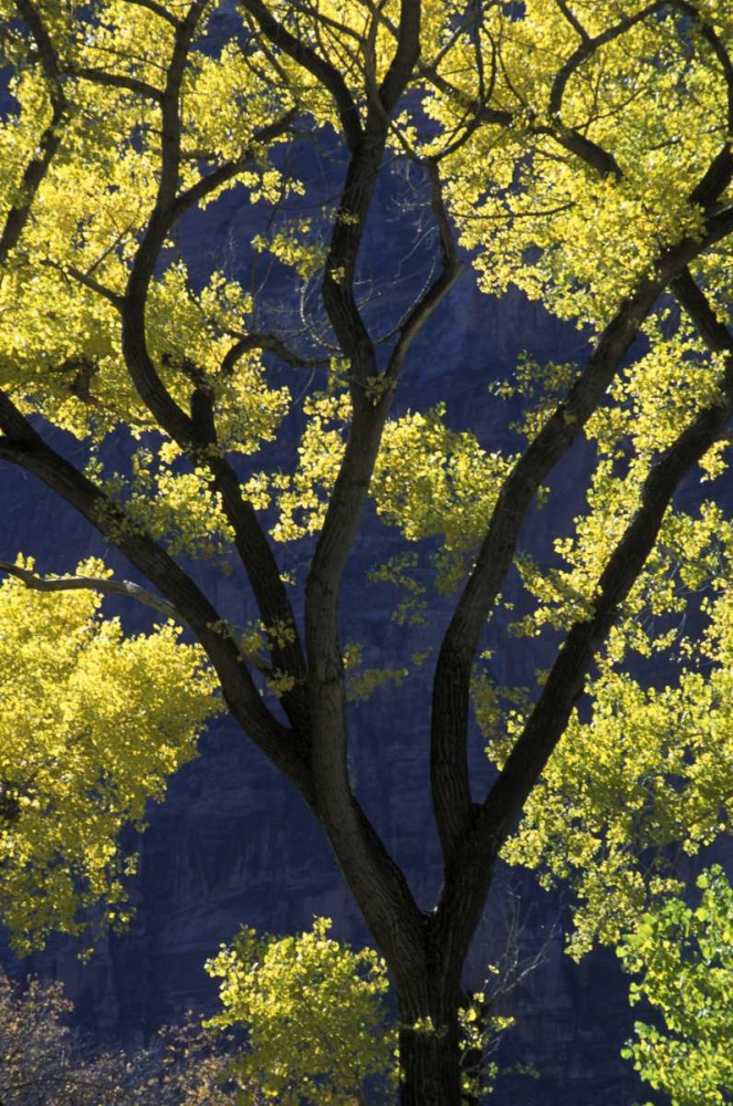 UT, Zion NP, Grotto Backlit cottonwood in autumn art print by Bill Young for $57.95 CAD