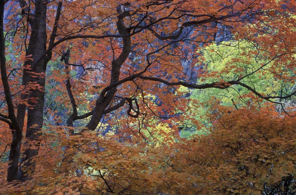 UT, Zion NP Maple tree with orange autumn leaves art print by Bill Young for $57.95 CAD