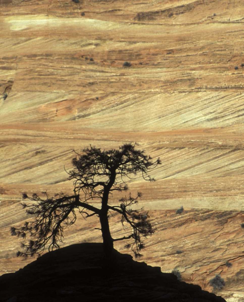 UT, Zion NP Pine tree silhouetted against rock art print by Bill Young for $57.95 CAD