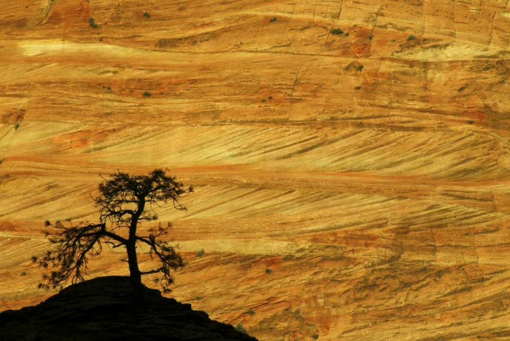 UT, Zion NP The silhouette of a small tree art print by Wendy Kaveney for $57.95 CAD