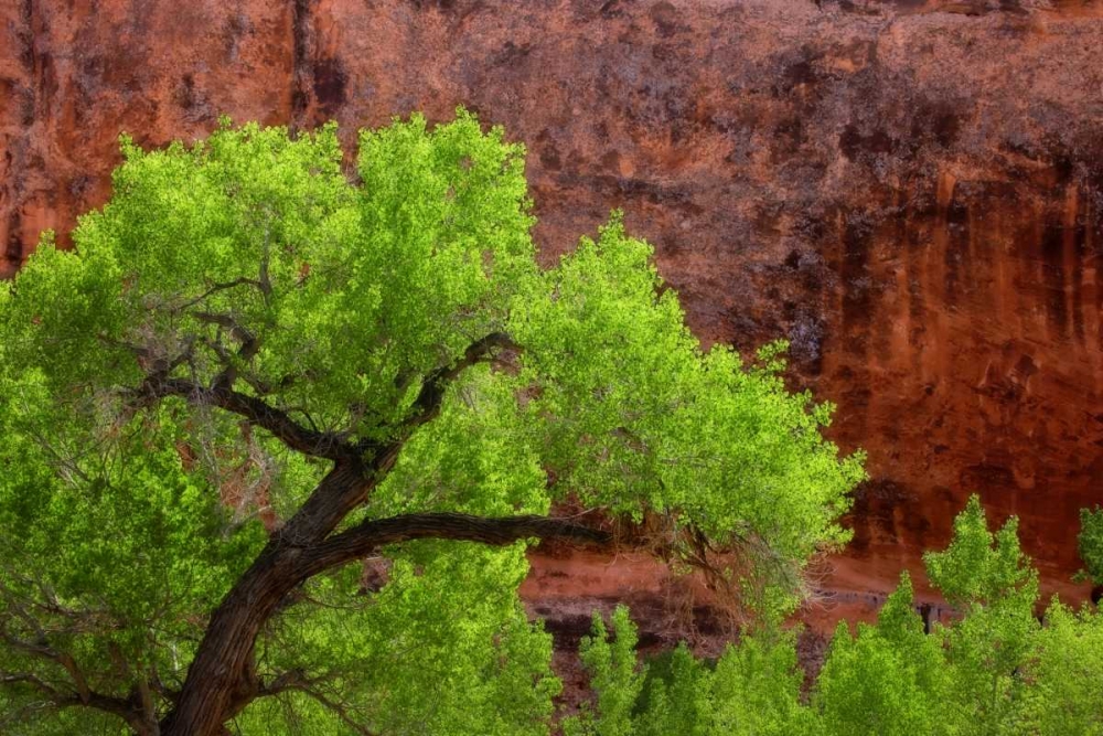 Utah, Arches NP Cottonwood tree against red rock art print by Don Paulson for $57.95 CAD