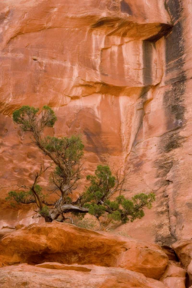 UT, Long Canyon A juniper tree against the cliff art print by Don Paulson for $57.95 CAD