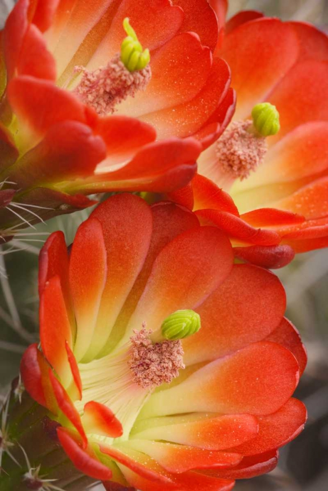 Utah, Canyonlands NP Detail of claret cup cactus art print by Don Paulson for $57.95 CAD