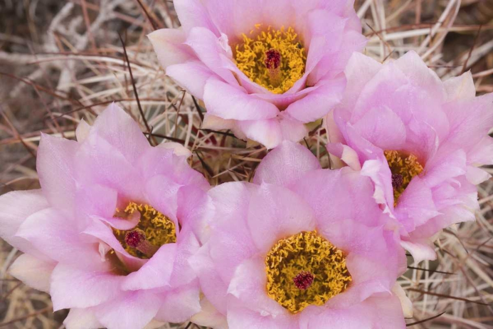 Utah, Canyonlands NP Hedgehog cactus flowers art print by Don Paulson for $57.95 CAD
