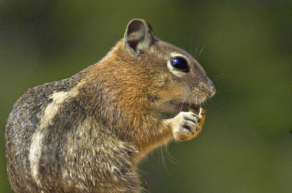 UT, Bryce Canyon Golden-mantled ground squirrel art print by Dave Welling for $57.95 CAD