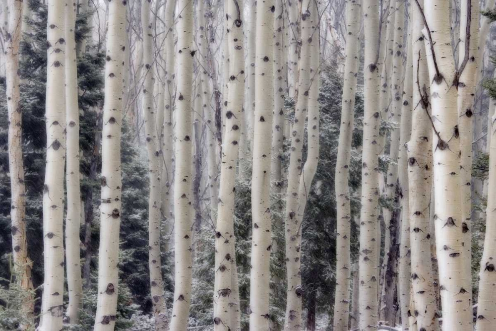 USA, Utah Aspen trees in Hells Backbone area art print by Don Paulson for $57.95 CAD