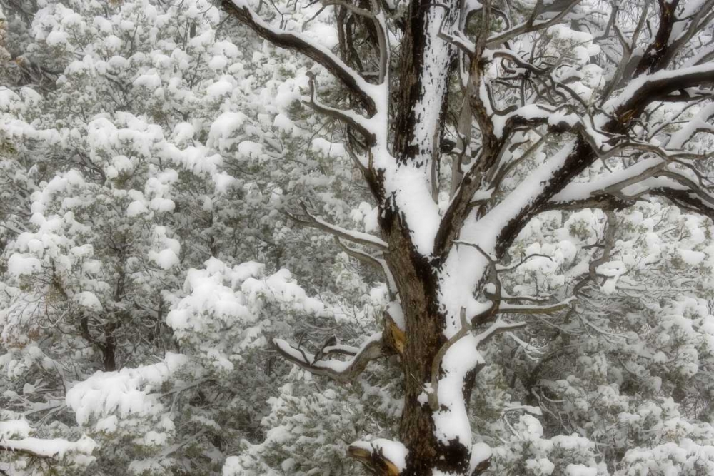 UT, Juniper and pines blanketed with fresh snow art print by Don Paulson for $57.95 CAD