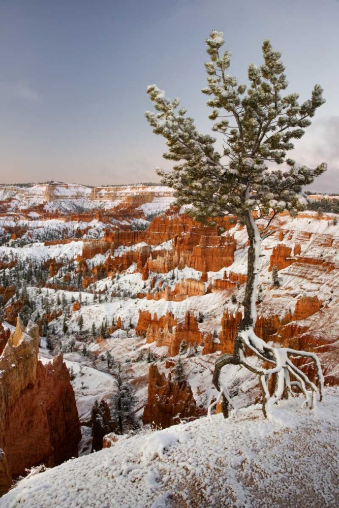 Utah, View of Bryce Canyon in winter art print by Don Paulson for $57.95 CAD