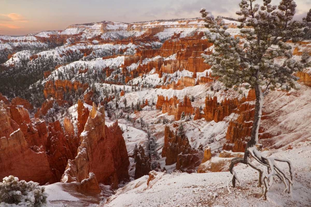 Utah, View of Bryce Canyon in winter art print by Don Paulson for $57.95 CAD