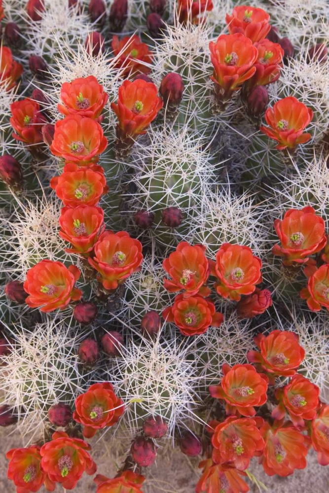 Utah, Canyonlands NP Claretcup cactus in bloom art print by Don Paulson for $57.95 CAD