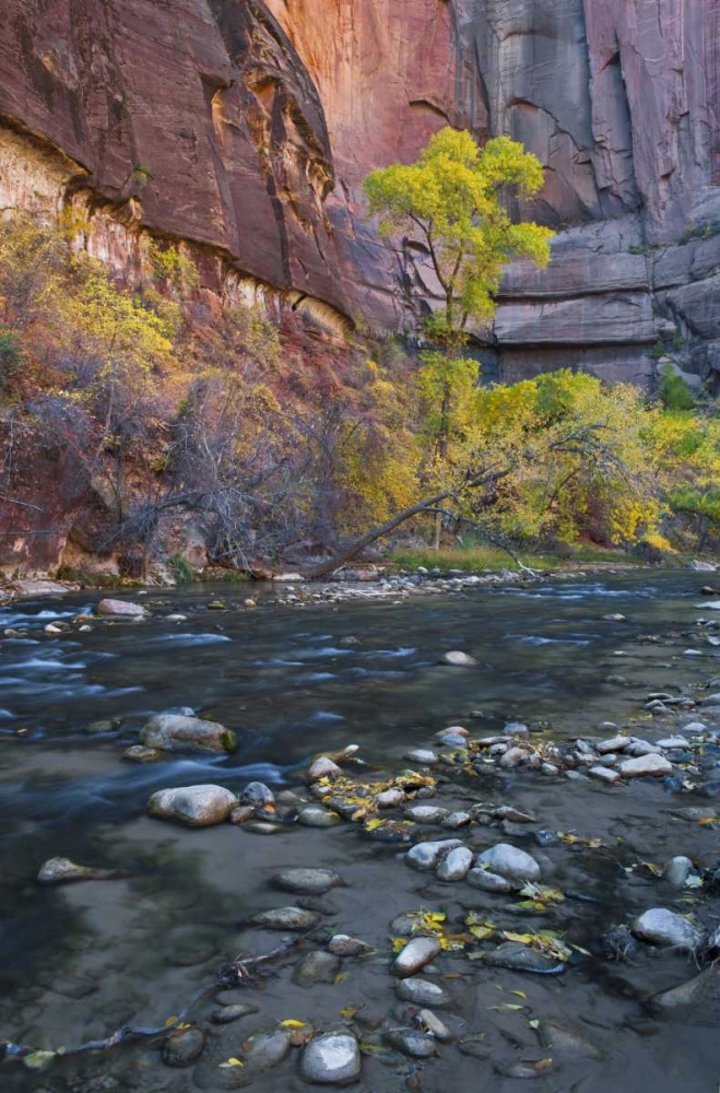 UT, Zion NP The Narrows with cottonwood trees art print by Nancy Rotenberg for $57.95 CAD