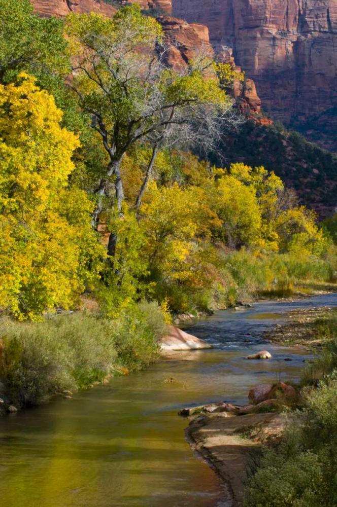 UT, Zion NP Virgin River and cottonwood trees art print by Nancy Rotenberg for $57.95 CAD