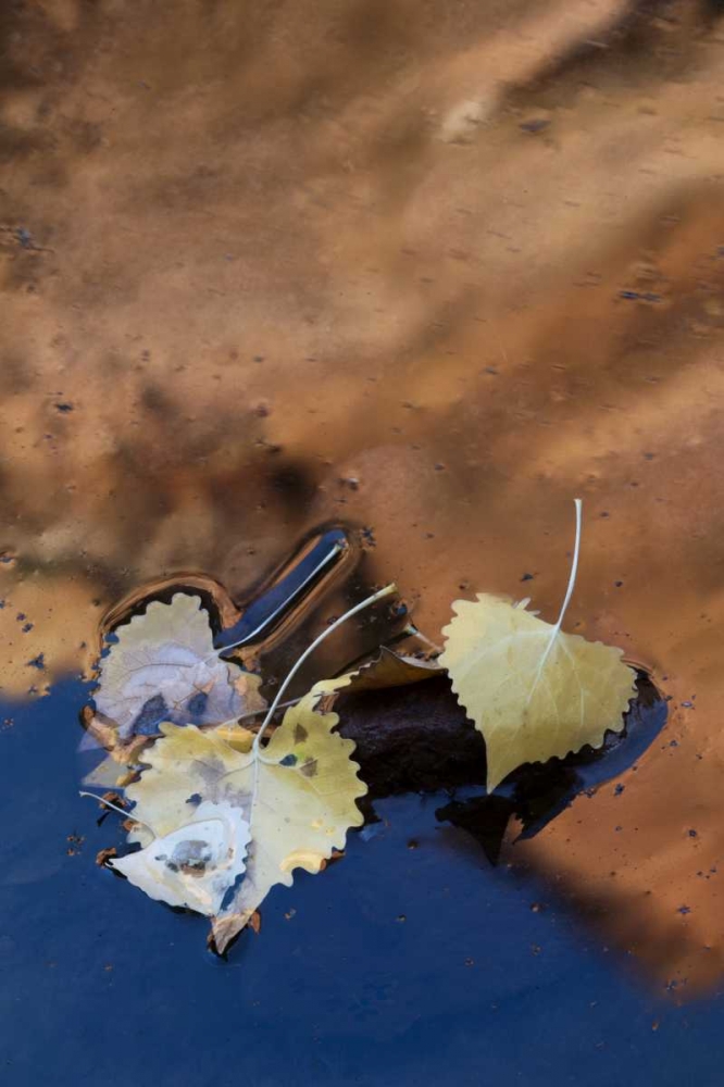 UT, Zion NP Cottonwood leaves in Pine Creek art print by Nancy Rotenberg for $57.95 CAD