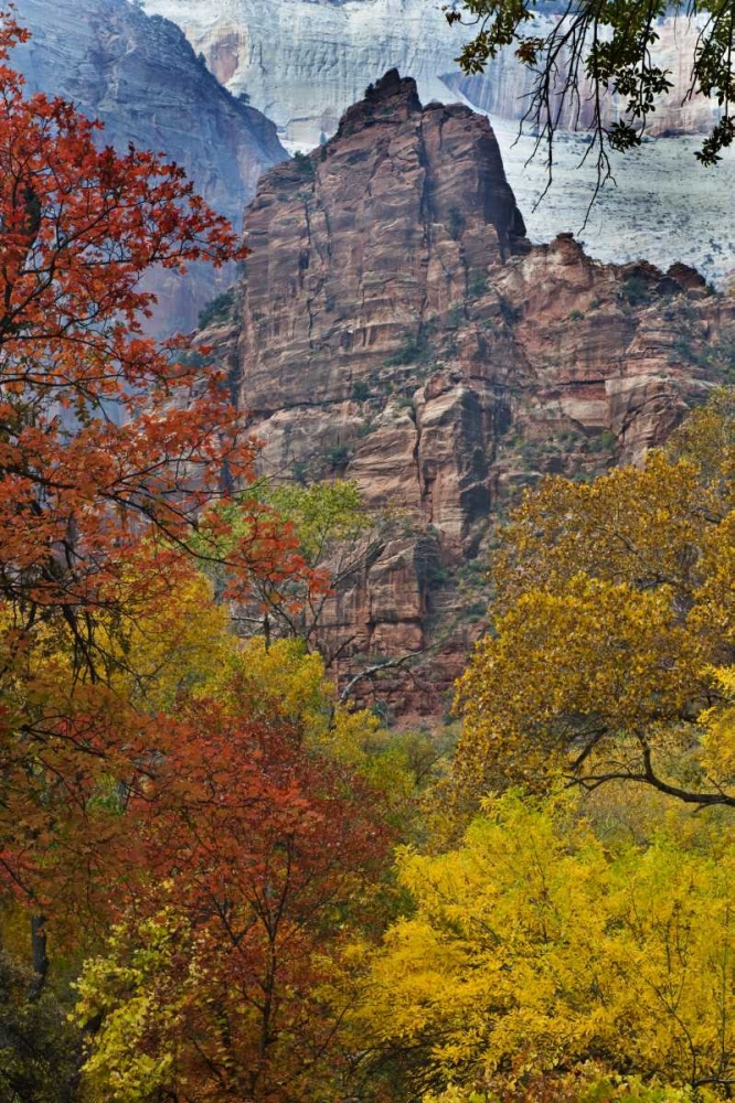USA, Utah, Zion NP Fall foliage in The Narrows art print by Nancy Rotenberg for $57.95 CAD