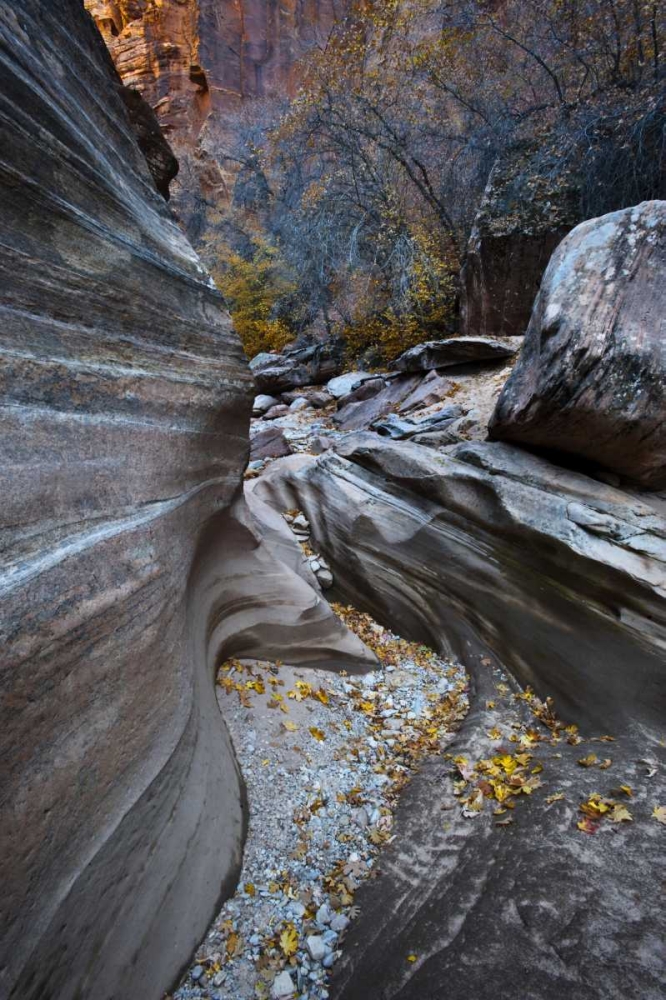 UT, Zion NP Canyon in fall along a Highway art print by Nancy Rotenberg for $57.95 CAD