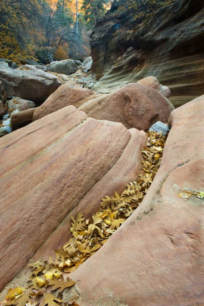 UT, Zion NP Canyon walls with fallen leaves art print by Nancy Rotenberg for $57.95 CAD