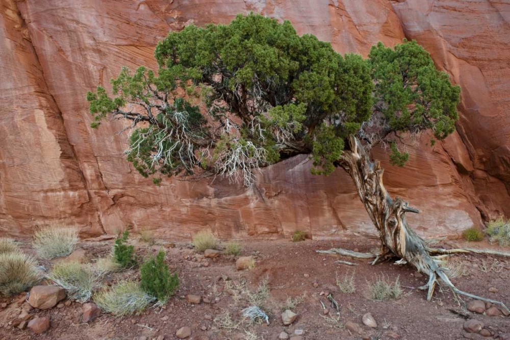 UT, Monument Valley Juniper tree in barren land art print by Nancy Rotenberg for $57.95 CAD