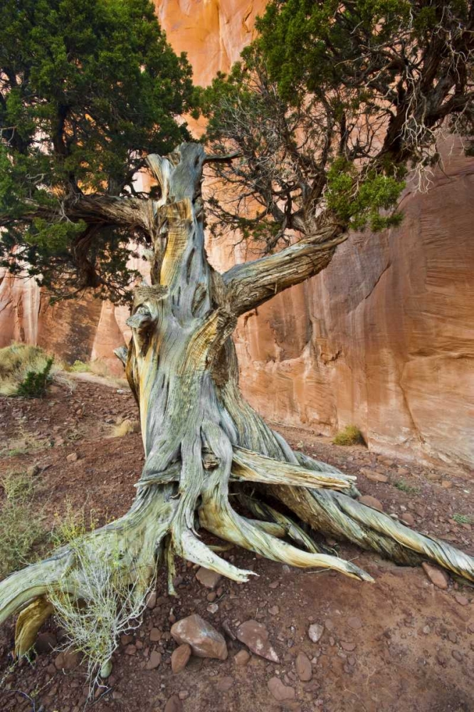 UT, Monument Valley Juniper tree in barren land art print by Nancy Rotenberg for $57.95 CAD