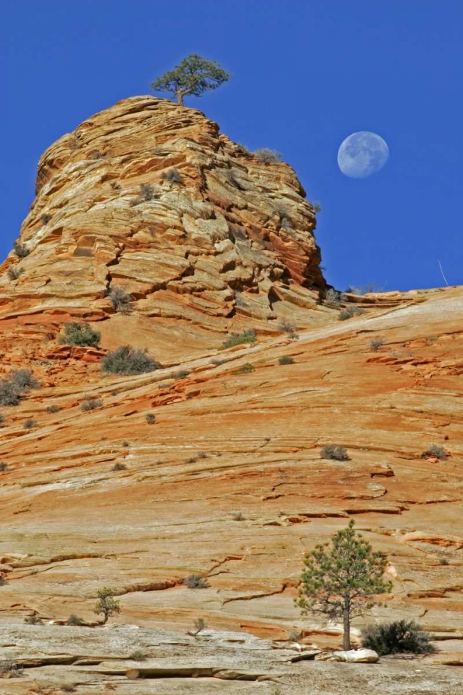 UT, Zion NP Moonset on rock formation art print by Cathy and Gordon Illg for $57.95 CAD