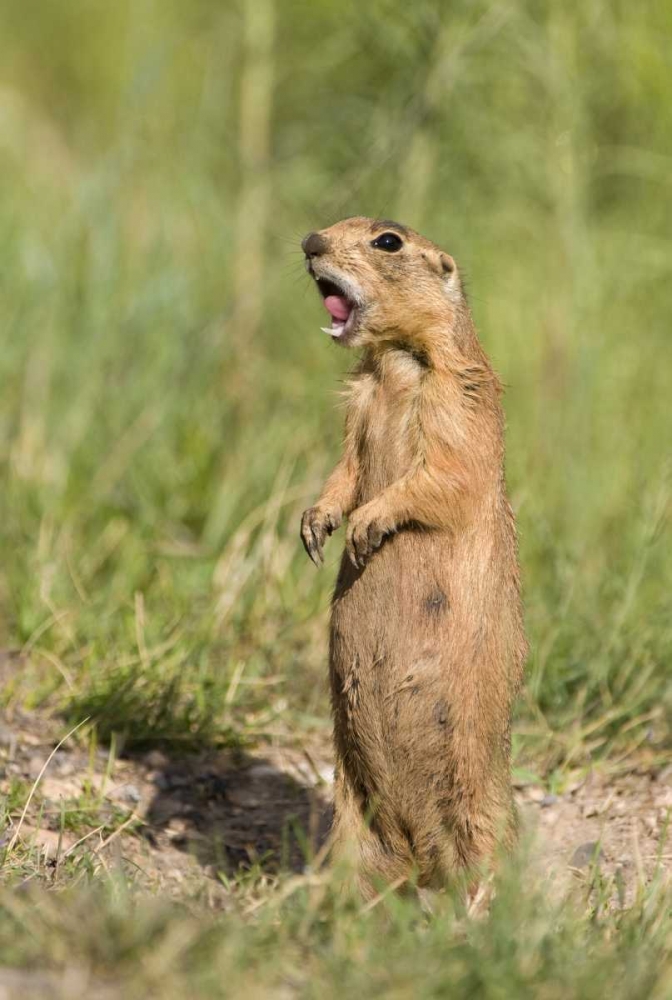 Utah, Bryce Canyon Utah prairie dog calling art print by Dave Welling for $57.95 CAD