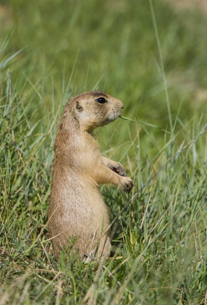 Utah, Bryce Canyon Utah prairie dog calling art print by Dave Welling for $57.95 CAD
