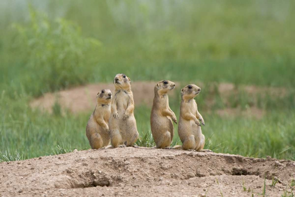 UT, Bryce Canyon Utah prairie dogs by den art print by Dave Welling for $57.95 CAD
