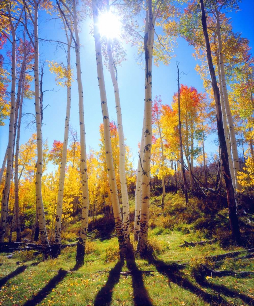 USA, Utah, Fall colors of Aspen trees art print by Christopher Talbot Frank for $57.95 CAD