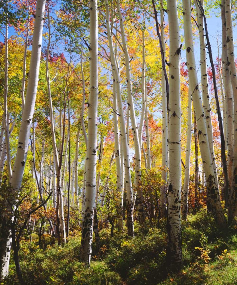 USA, Utah, Fall colors of Aspen trees art print by Christopher Talbot Frank for $57.95 CAD