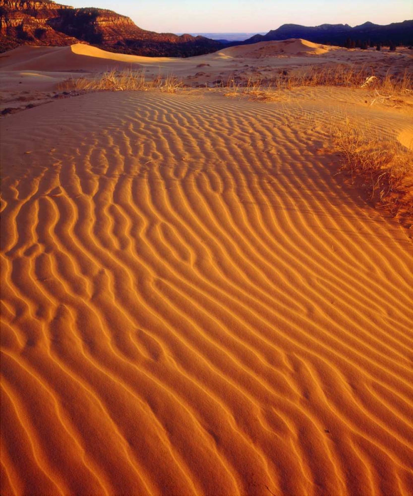 USA, Utah Coral Pink Sand Dunes at sunset art print by Christopher Talbot Frank for $57.95 CAD