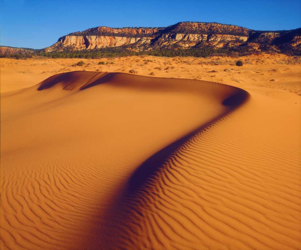 USA, Utah Coral Pink Sand Dunes at sunset art print by Christopher Talbot Frank for $57.95 CAD