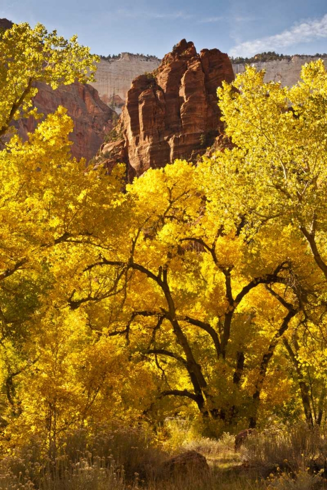 UT, Zion NP Autumn cottonwood and rock formation art print by Cathy and Gordon Illg for $57.95 CAD