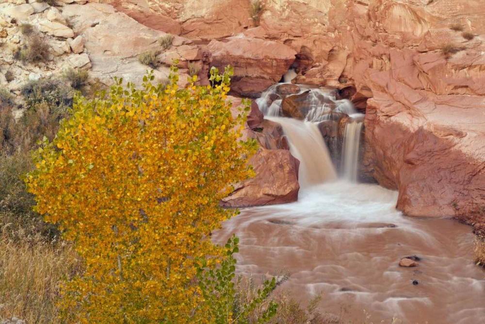UT, Capitol Reef NP Waterfall on Fremont River art print by Cathy and Gordon Illg for $57.95 CAD