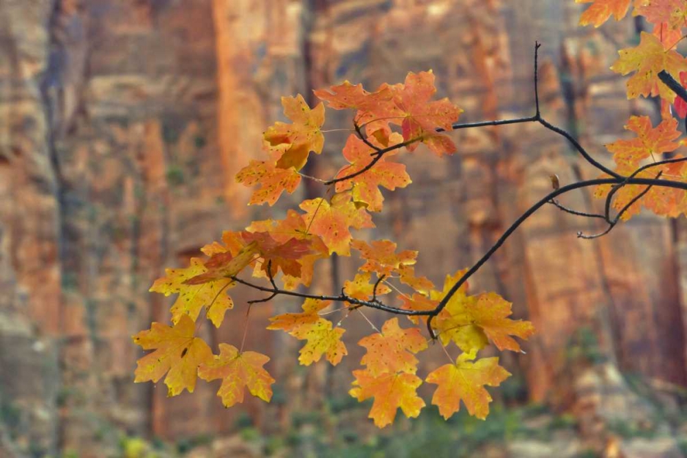 UT, Zion NP Autumn-colored maple leaves art print by Cathy and Gordon Illg for $57.95 CAD