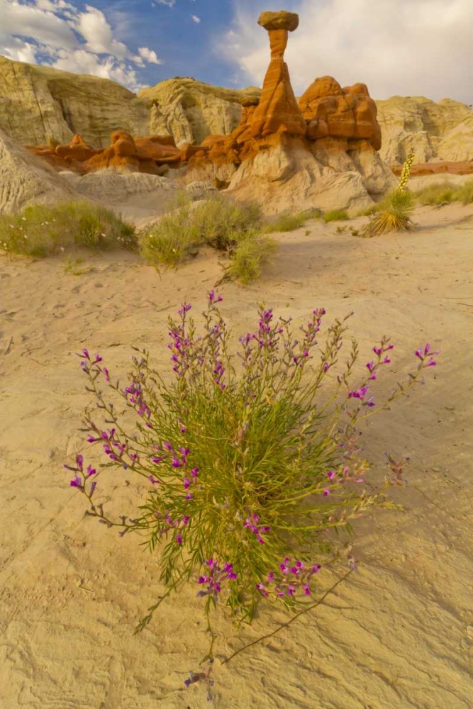 UT, Grand Staircase Escalante NM Flowers scenic art print by Cathy and Gordon Illg for $57.95 CAD