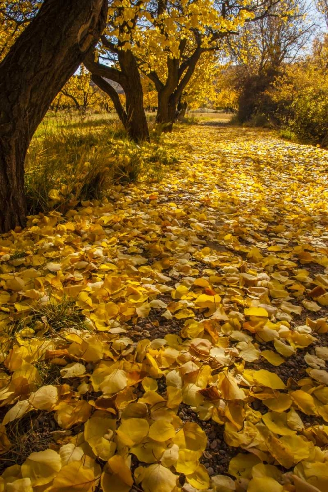 UT, Capitol Reef Fremont River Trail in autumn art print by Cathy and Gordon Illg for $57.95 CAD