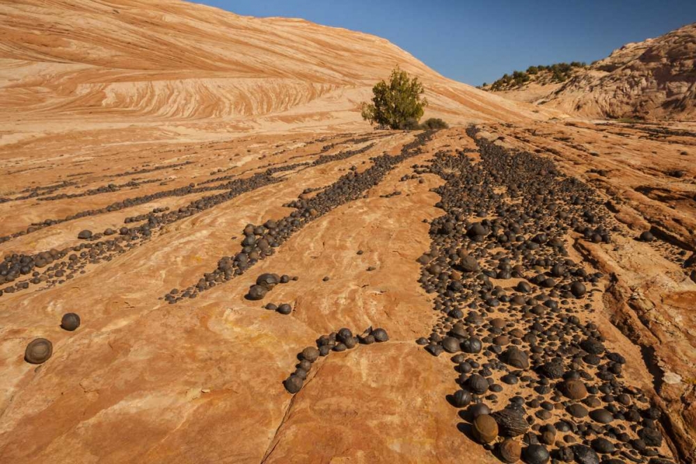 UT, Grand Staircase Escalante NM Moki marbles art print by Cathy and Gordon Illg for $57.95 CAD