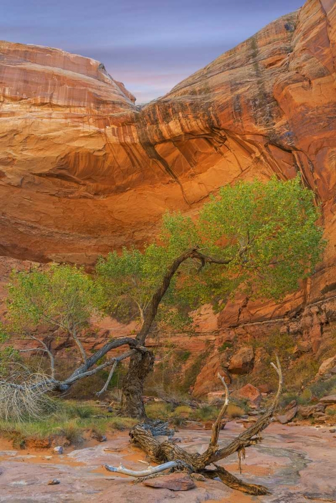 Utah, Glen Canyon Cottonwood tree in Pool Canyon art print by Don Paulson for $57.95 CAD