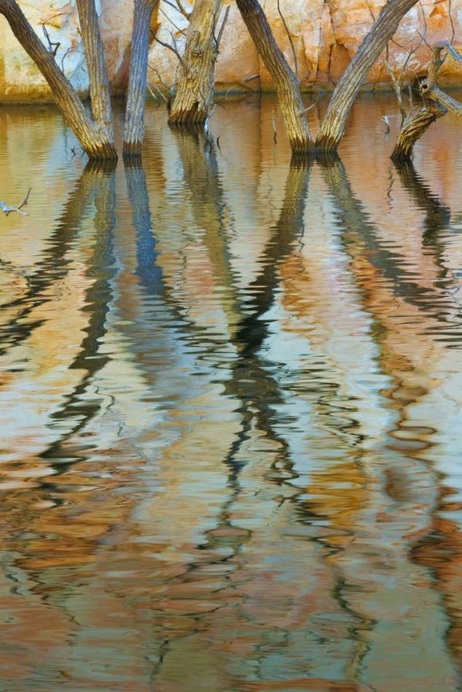 UT, Glen Canyon Cottonwood trees in Canyon water art print by Don Paulson for $57.95 CAD