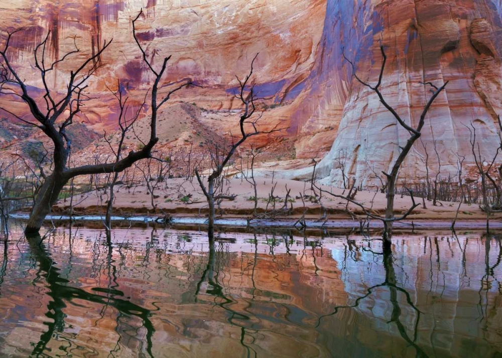 UT, Glen Canyon Drought reveals dead trees art print by Don Paulson for $57.95 CAD
