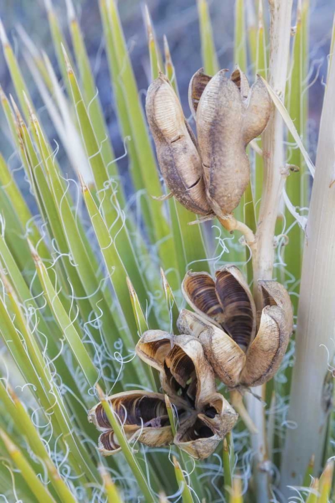 Utah, Glen Canyon A yucca plant with seed pods art print by Don Paulson for $57.95 CAD