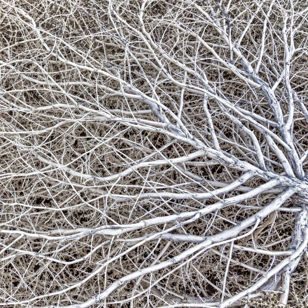 Utah, Glen Canyon NRA Close-up of tumble weed art print by Don Paulson for $57.95 CAD