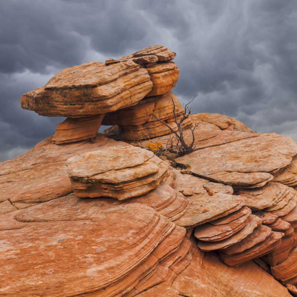 Utah, Dixie NF Sandstone formation in Yant Flats art print by Don Paulson for $57.95 CAD