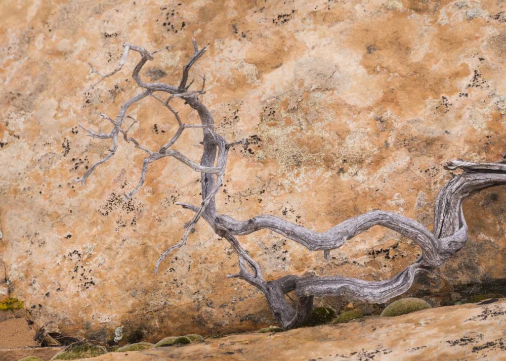 UT, Dixie NF Twisted dead branch and rock wall art print by Don Paulson for $57.95 CAD