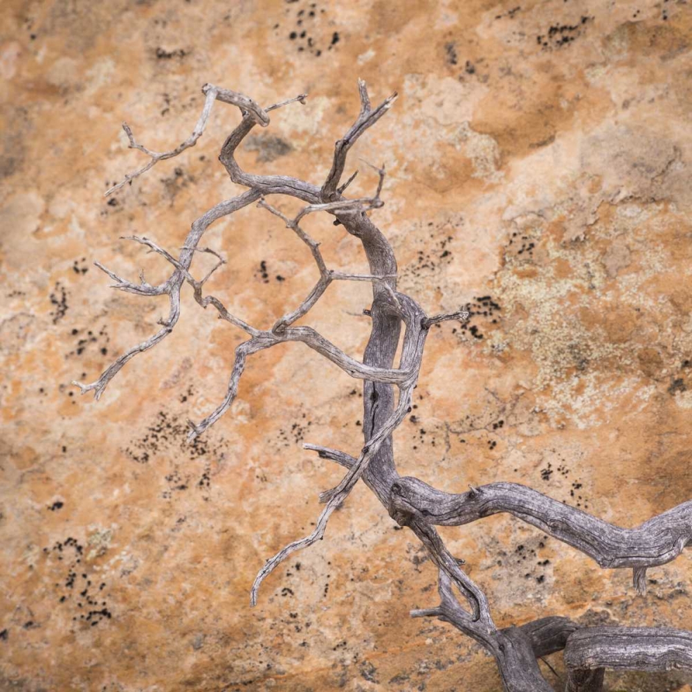 UT, Dixie NF Twisted dead branch and rock wall art print by Don Paulson for $57.95 CAD