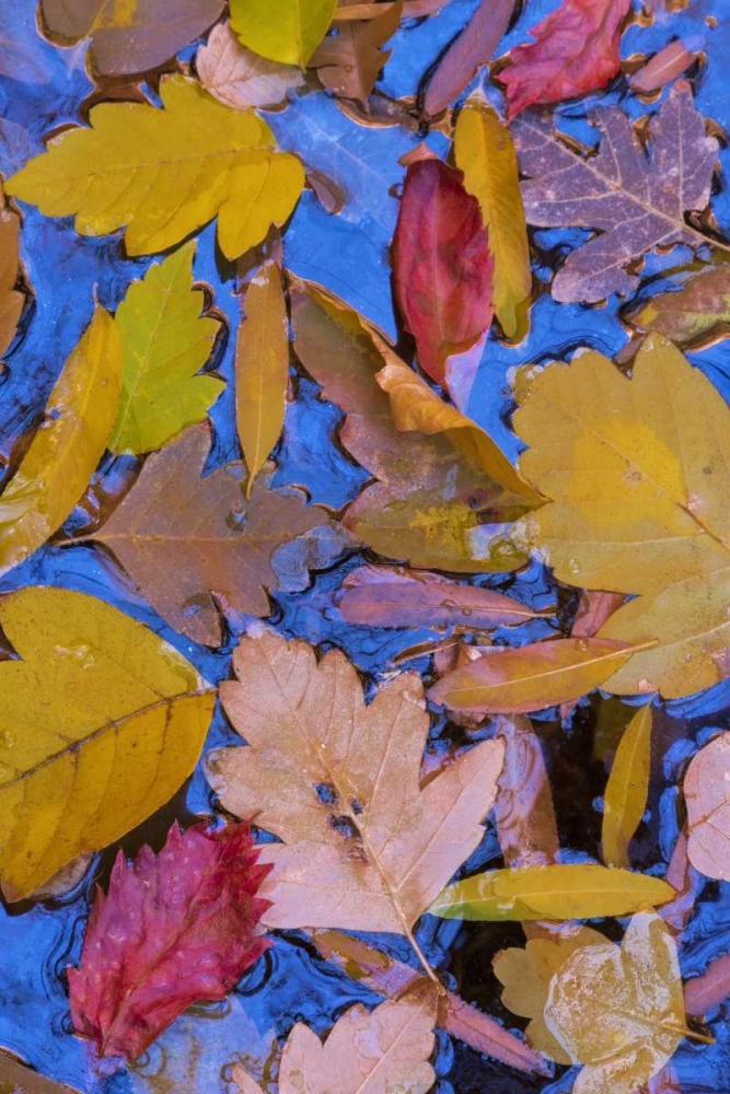 Utah, Glen Canyon Fall leaves floating on a pond art print by Don Paulson for $57.95 CAD