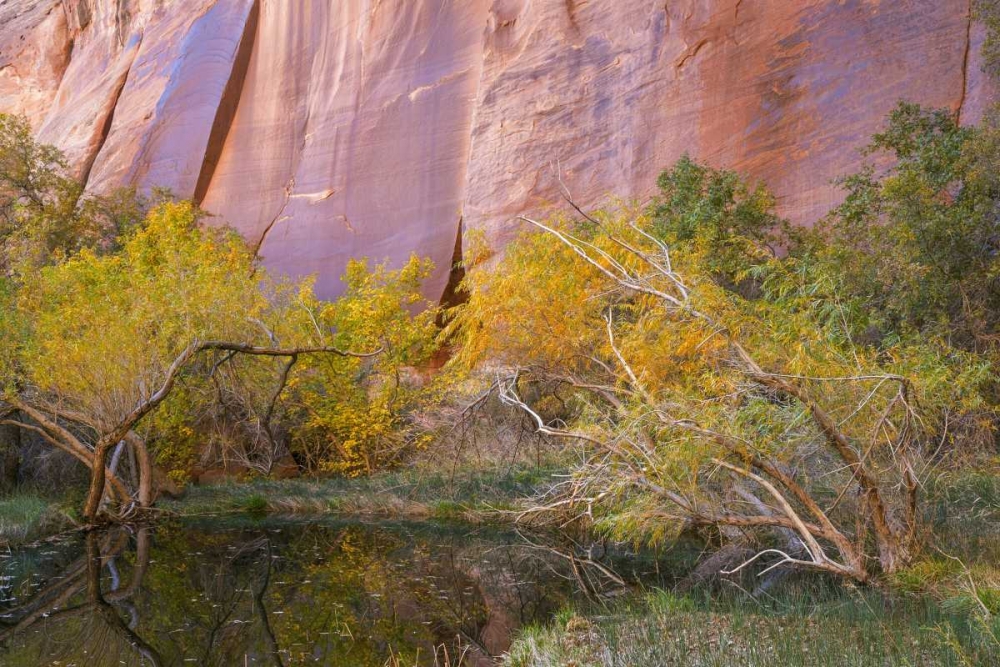 Utah, Glen Canyon NRA An oasis in Forest Cove art print by Don Paulson for $57.95 CAD