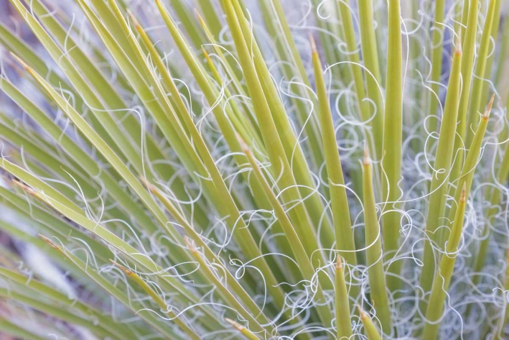 Utah, Glen Canyon NRA Close-up of a yucca plant art print by Don Paulson for $57.95 CAD