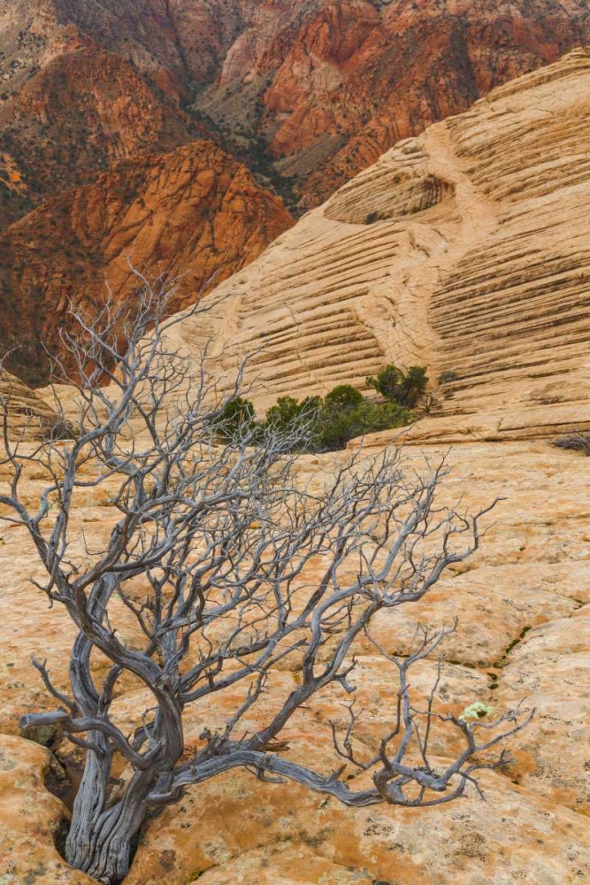 Utah Landscape in Dixie National Forest art print by Don Paulson for $57.95 CAD