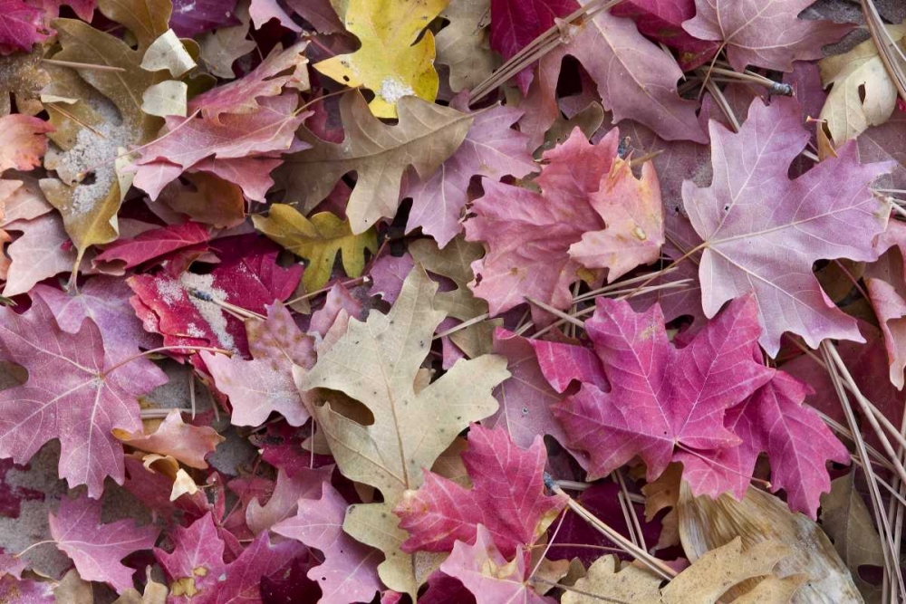 Utah, Zion NP Red maple and oak leaves art print by Marie Bush for $57.95 CAD