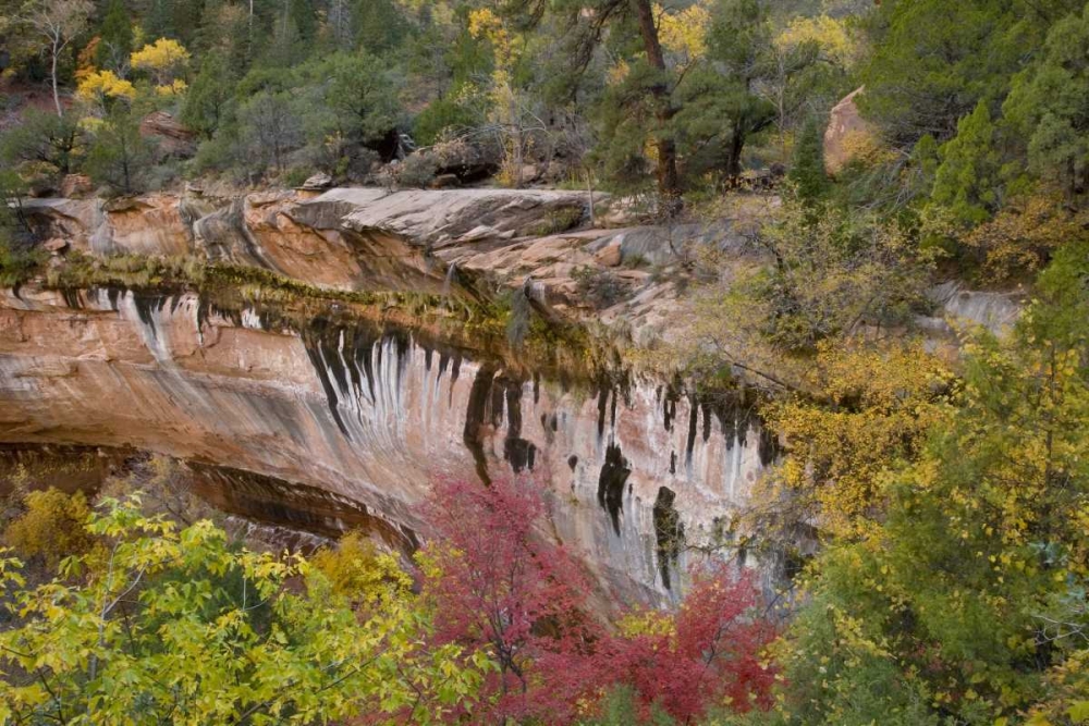 USA, Utah, Zion NP Emerald Pool Trail scenic art print by Marie Bush for $57.95 CAD